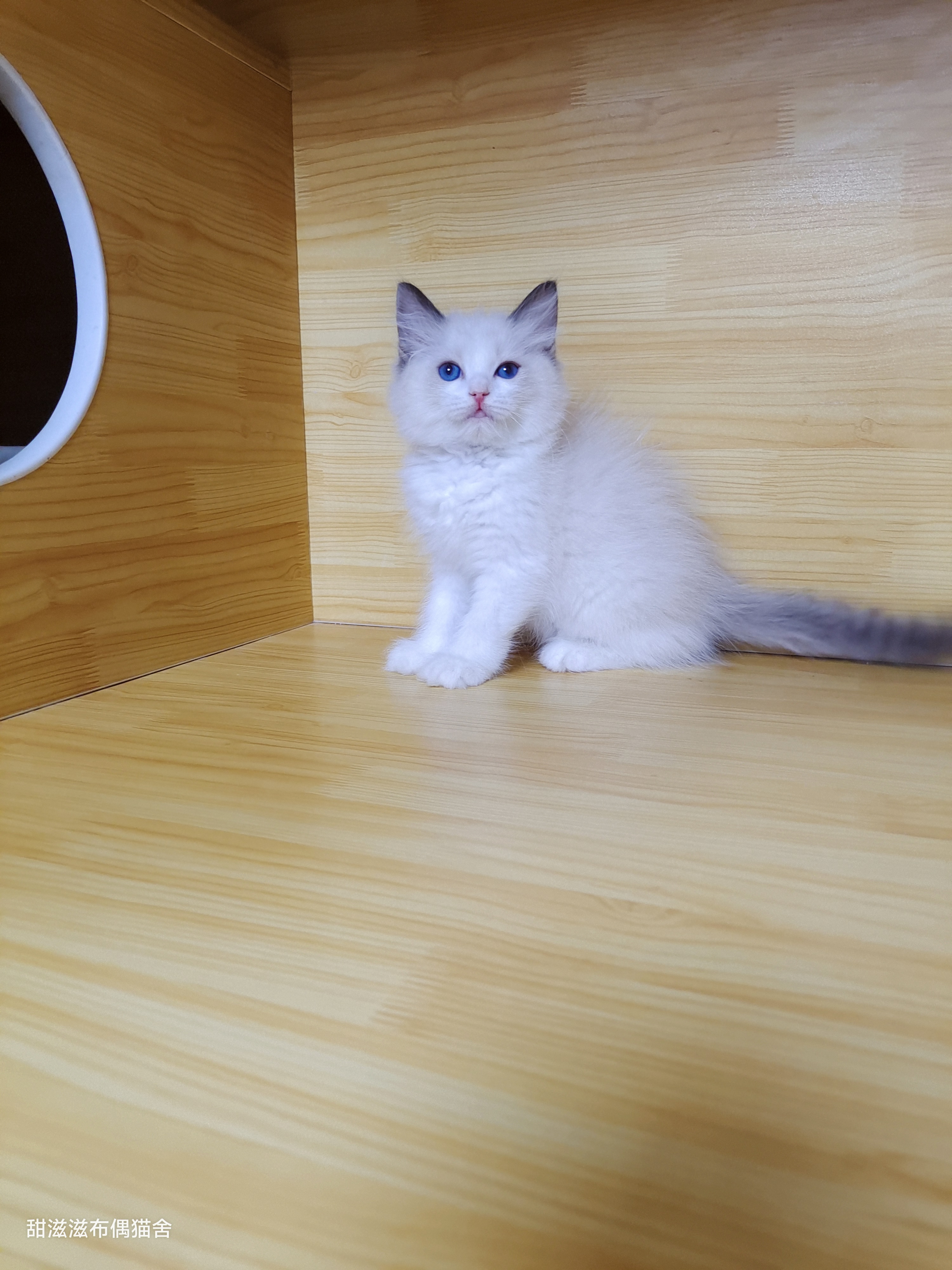 布偶猫弟弟，纯白色毛发，蓝色大眼睛